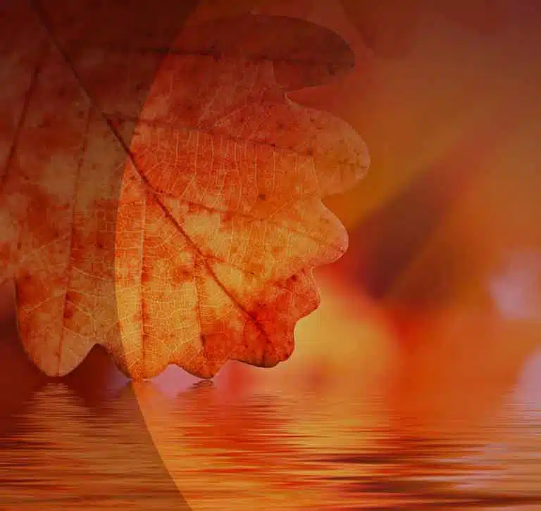 Red Oak Counseling Ltd